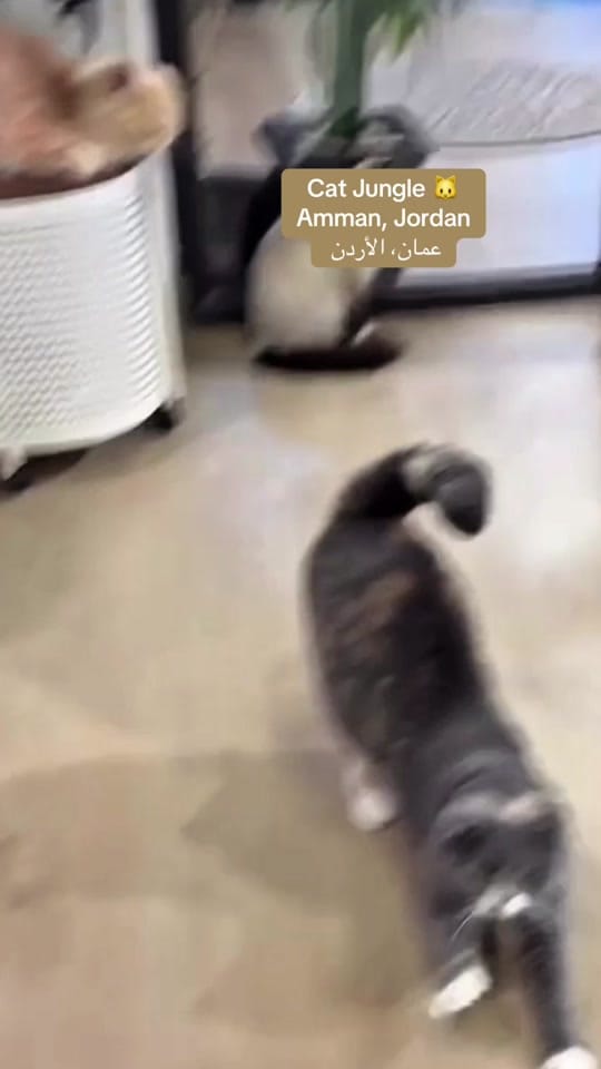 Post 2 by Recipes by Salma 📖🥘 on TikTok (video)