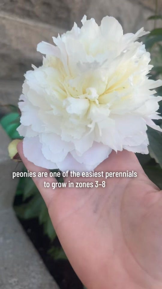 Post 10 by tielle🪴 on TikTok (video)
