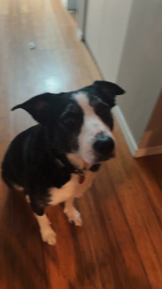 Post 8 by Darci Amundson on TikTok (video)