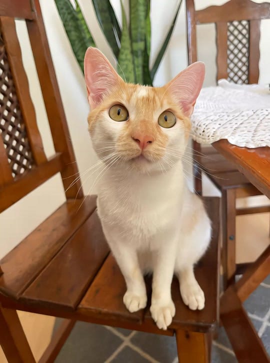 Post 7 by Guilherme Freire on TikTok (video)