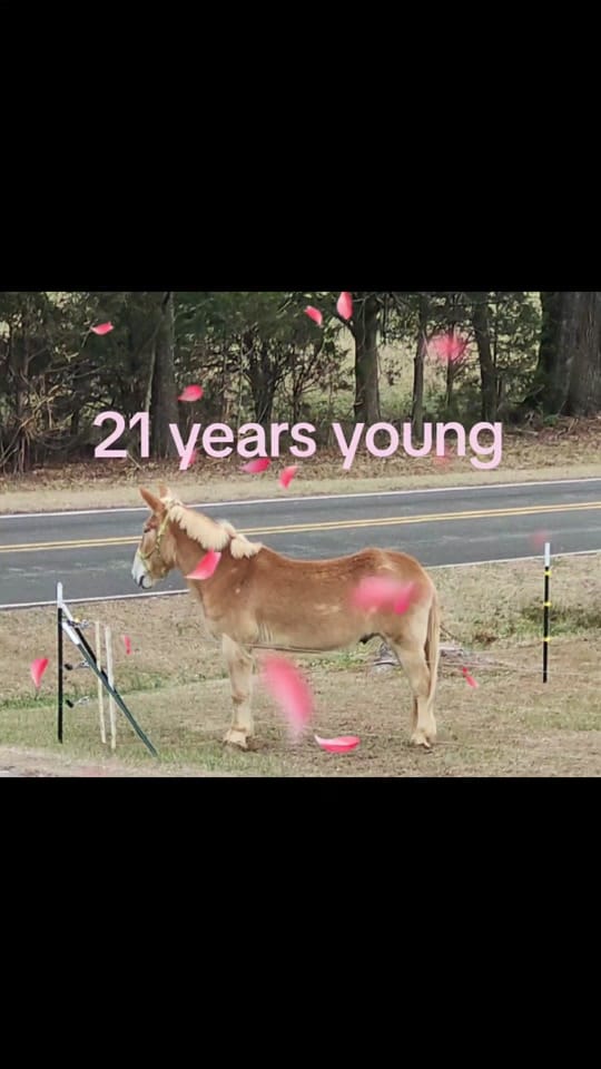 Post 9 by Reese on TikTok (video)
