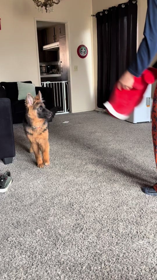 Post 10 by 🌼🌺 ~ Lilly ~ 🌺🌼 on TikTok (video)