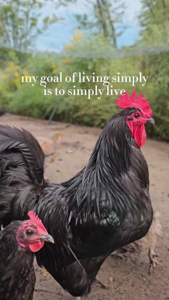 Post 9 by jacqueline | making homestead on TikTok (video)