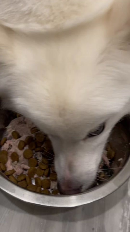 Post 9 by Gozi on TikTok (video)