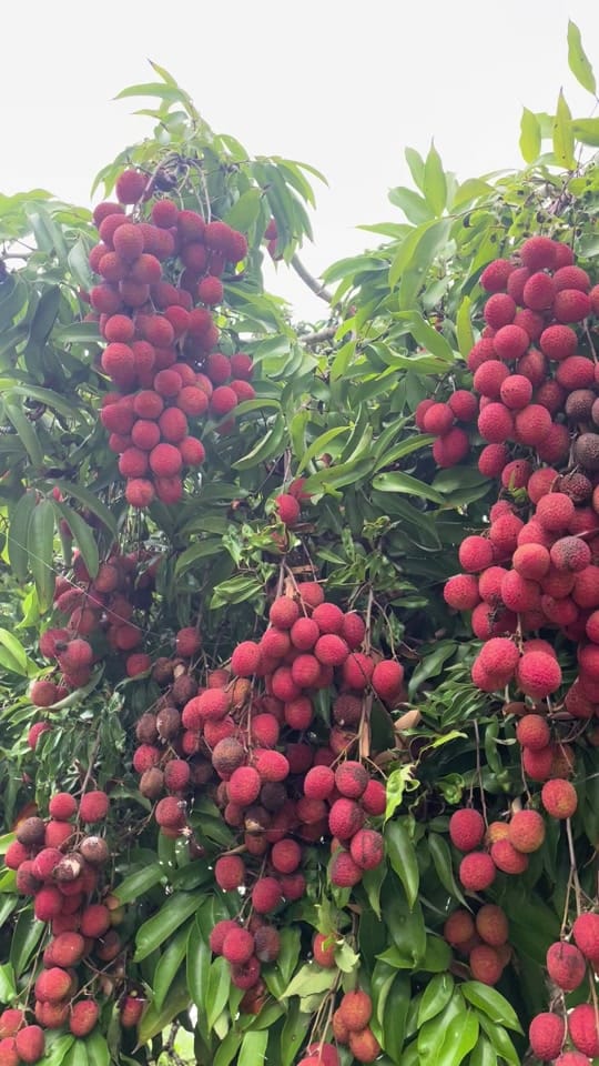 Post 9 by The Fruit Guru 🍌 on TikTok (video)