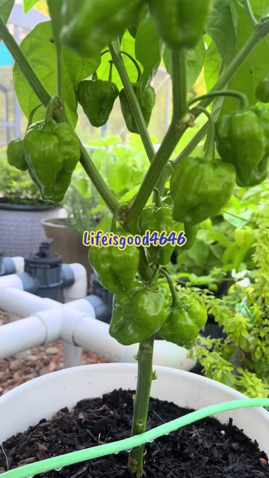 Post 4 by Mike on TikTok (video)
