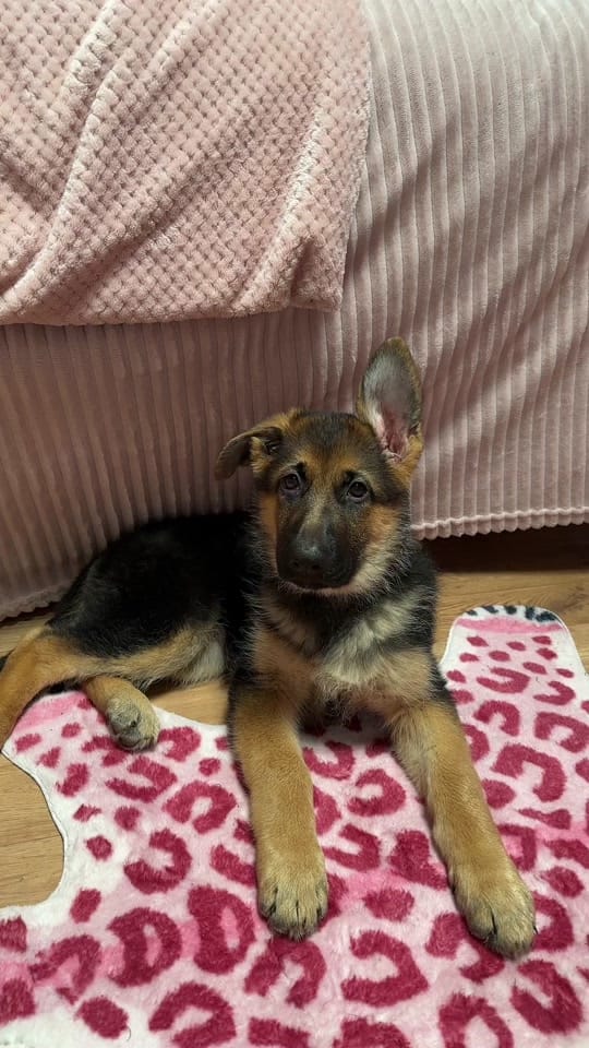 Post 4 by emcheetham on TikTok (video)