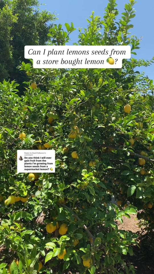 Post 8 by Garden with Ashley on TikTok (video)