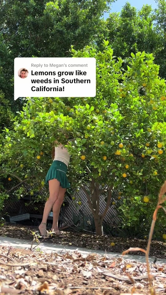 Post 3 by Garden with Ashley on TikTok (video)