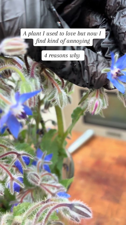 Post 6 by Garden with Ashley on TikTok (video)