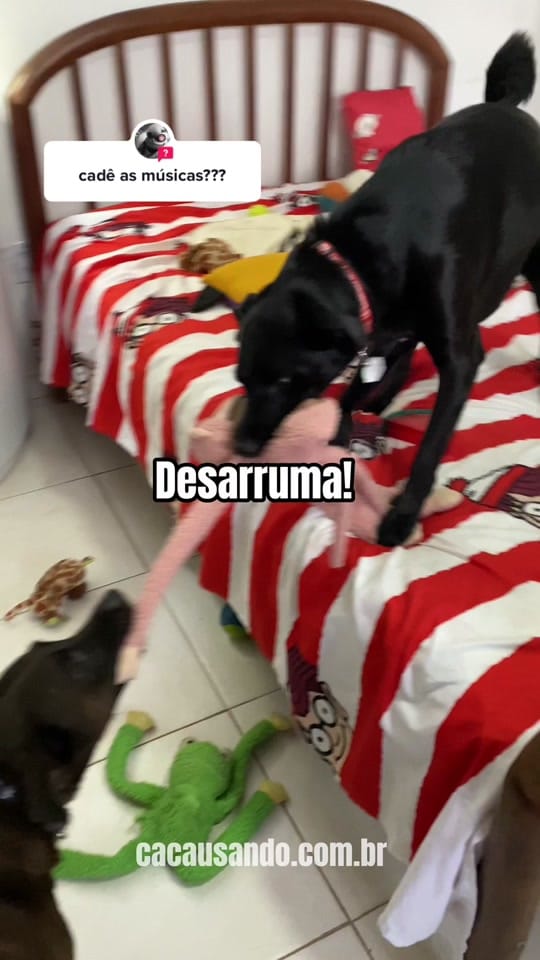 Post 10 by Cacau  e Cookie on TikTok (video)