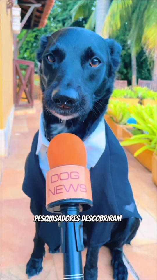 Post 5 by Cacau  e Cookie on TikTok (video)