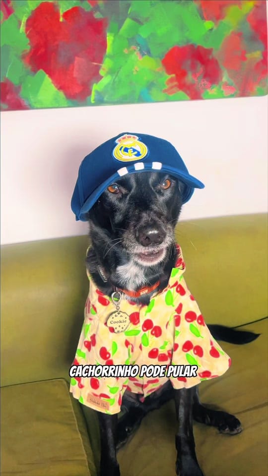 Post 7 by Cacau  e Cookie on TikTok (video)