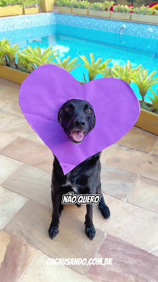 Post 9 by Cacau  e Cookie on TikTok (video)