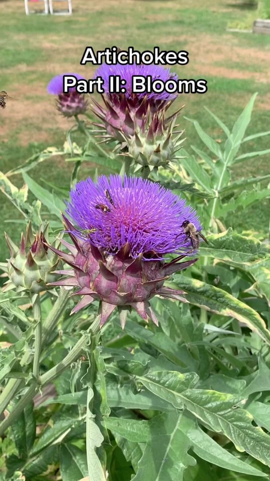 Post 10 by ExpatAlessandro on TikTok (video)