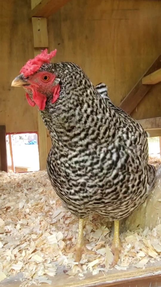 Post 8 by Andrea Spencer on TikTok (video)