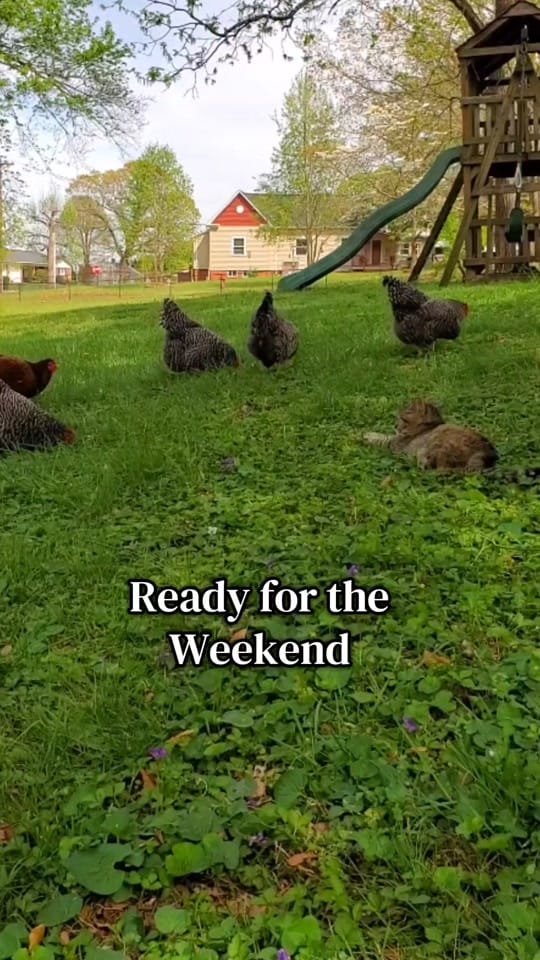 Post 10 by Andrea Spencer on TikTok (video)