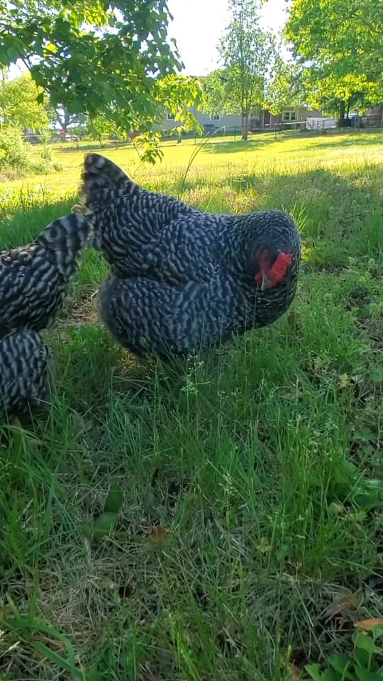Post 5 by Andrea Spencer on TikTok (video)
