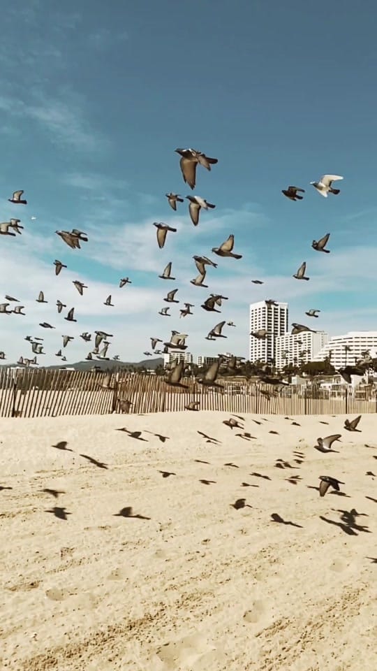Post 1 by Cookiando on TikTok (video)
