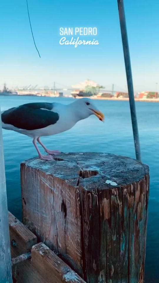 Post 9 by Cookiando on TikTok (video)