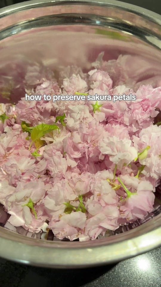 Post 5 by Jasmine & Musashi on TikTok (video)