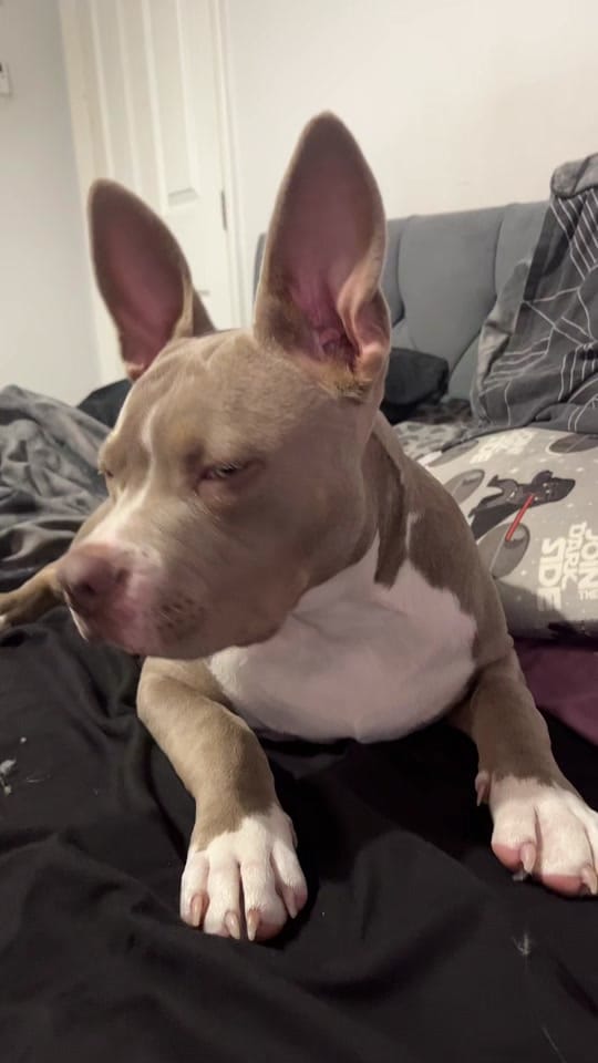 Post 2 by Jadegfitness on TikTok (video)