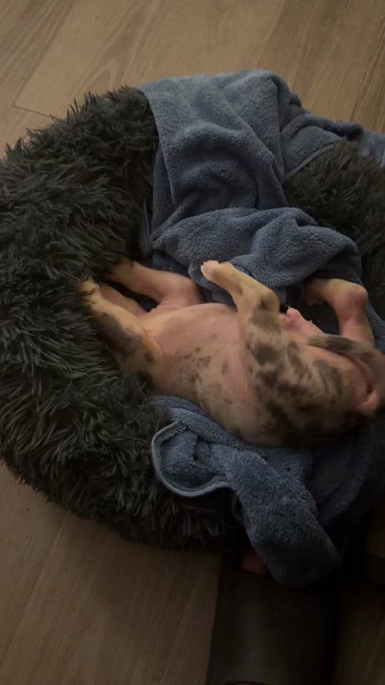 Post 7 by Shannie on TikTok (video)