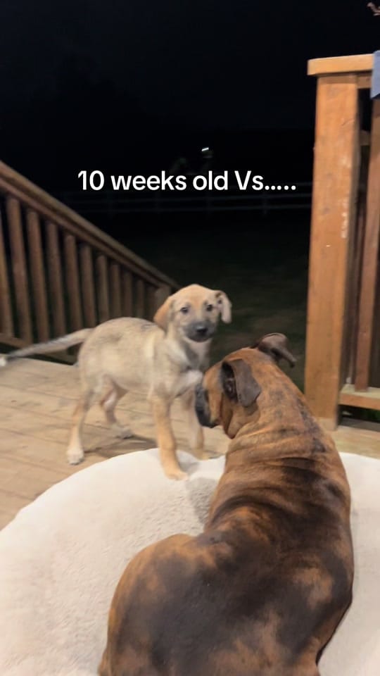 Post 10 by lizzy jayn on TikTok (video)