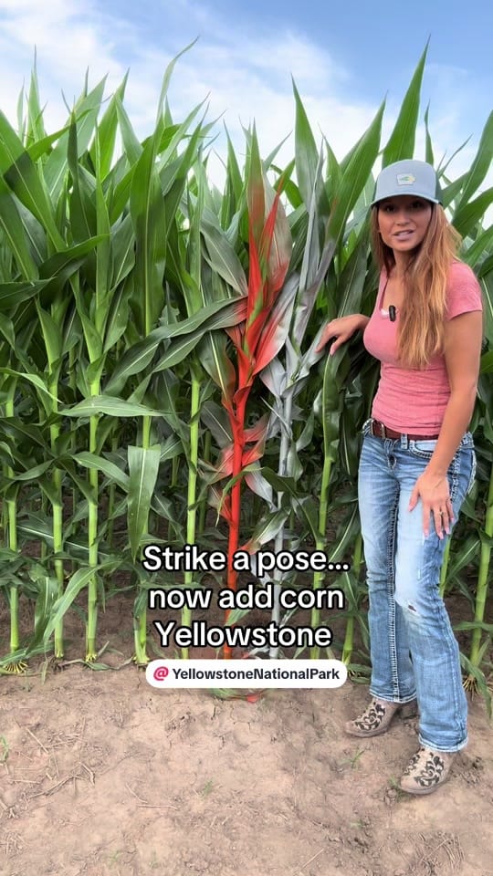 Post 7 by Iowa_Farm_Mama on TikTok (video)