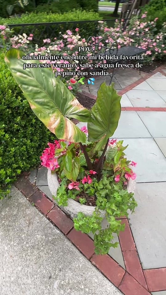 Post 7 by Jessica Morrison 💖 on TikTok (video)