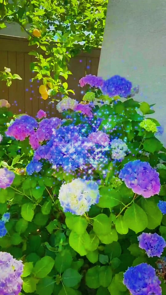 Post 3 by Life is Beautiful Aloha on TikTok (video)