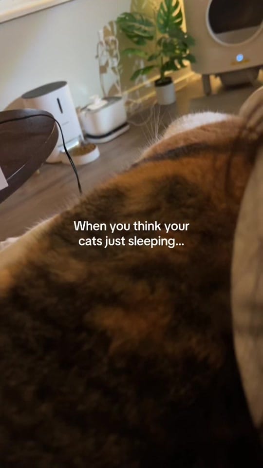 Post 1 by Ali on TikTok (video)