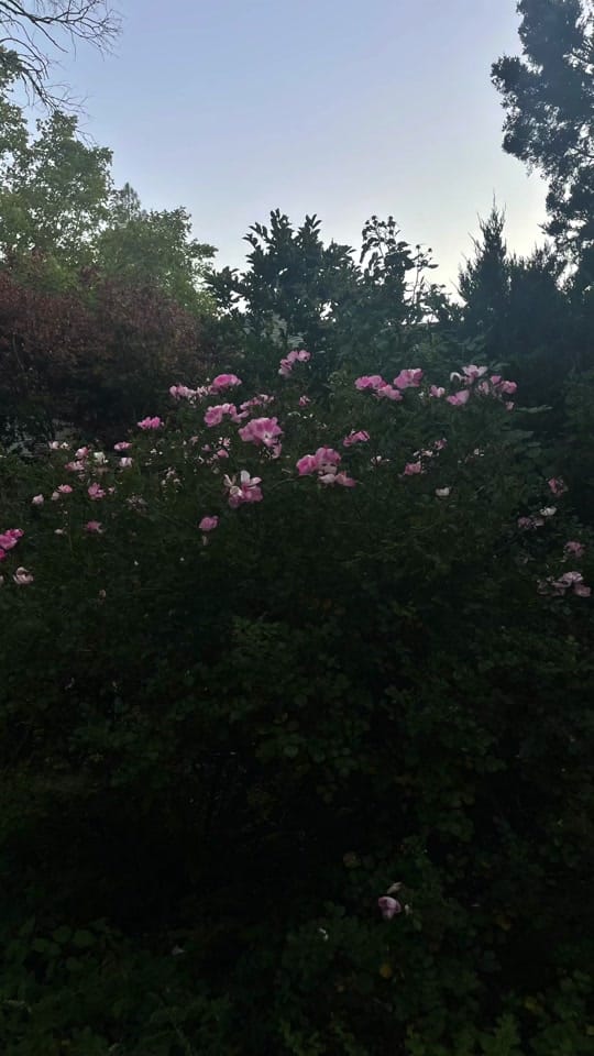 Post 4 by alainafaithk on TikTok (video)