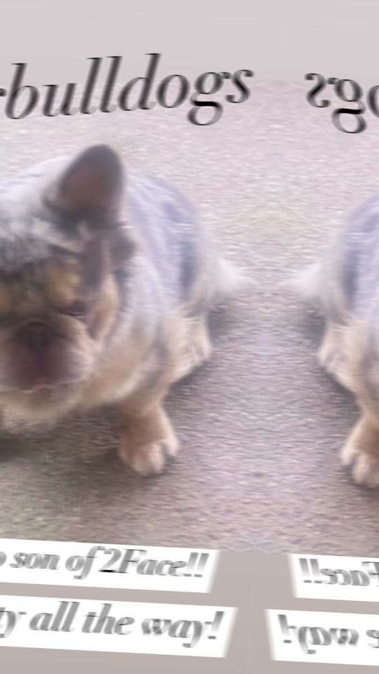 Post 8 by Jarbulldogs520 on TikTok (video)