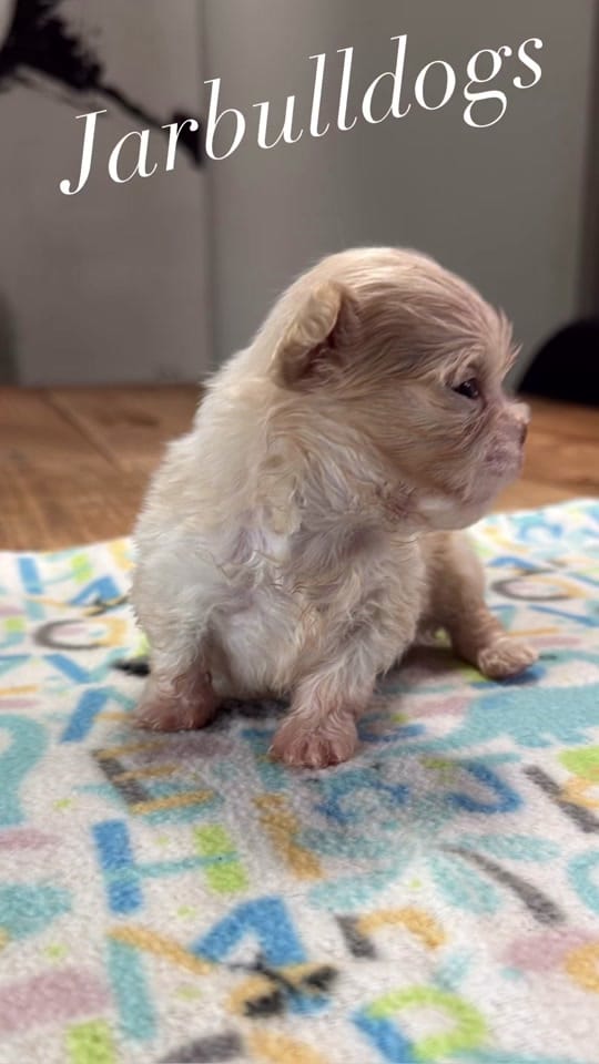 Post 7 by Jarbulldogs520 on TikTok (video)