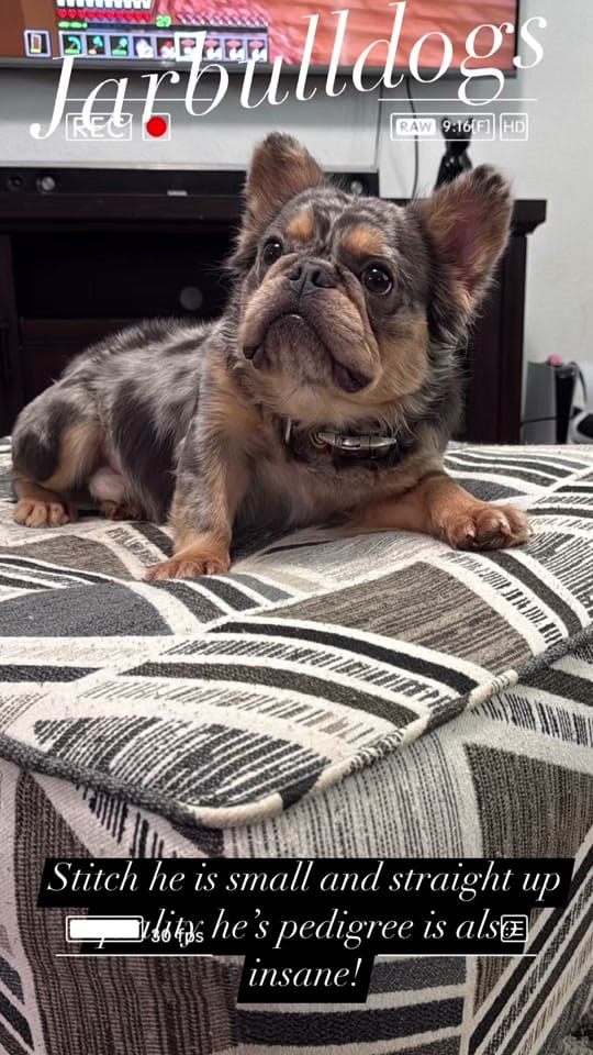 Post 4 by Jarbulldogs520 on TikTok (video)