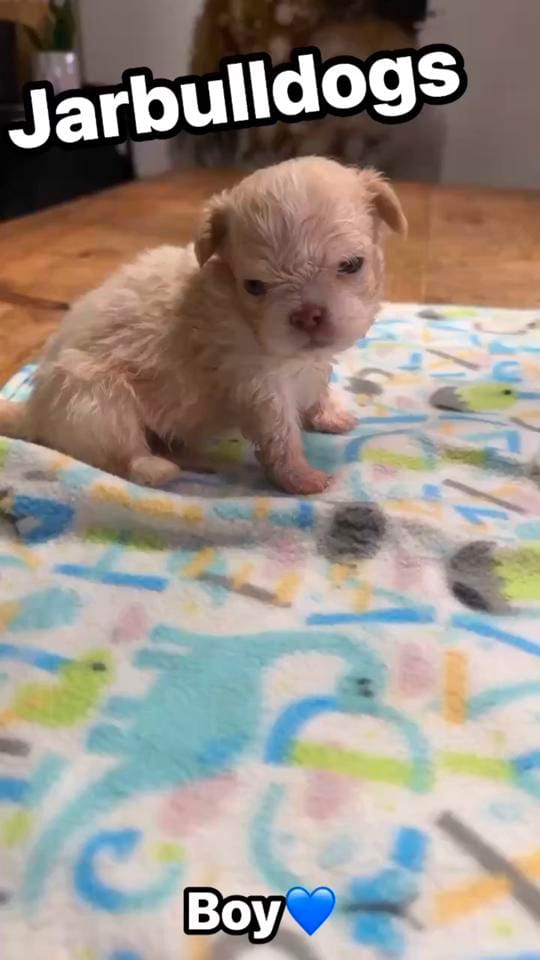 Post 5 by Jarbulldogs520 on TikTok (video)
