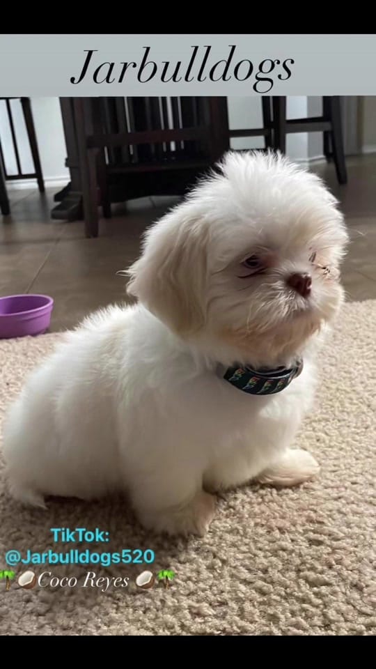 Post 6 by Jarbulldogs520 on TikTok (video)