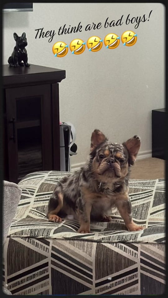 Post 1 by Jarbulldogs520 on TikTok (video)