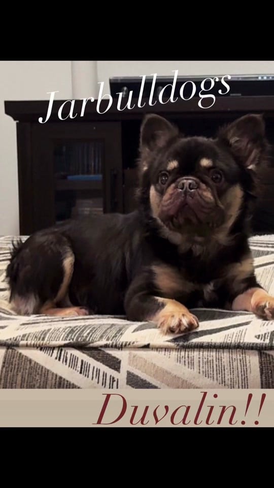 Post 2 by Jarbulldogs520 on TikTok (video)