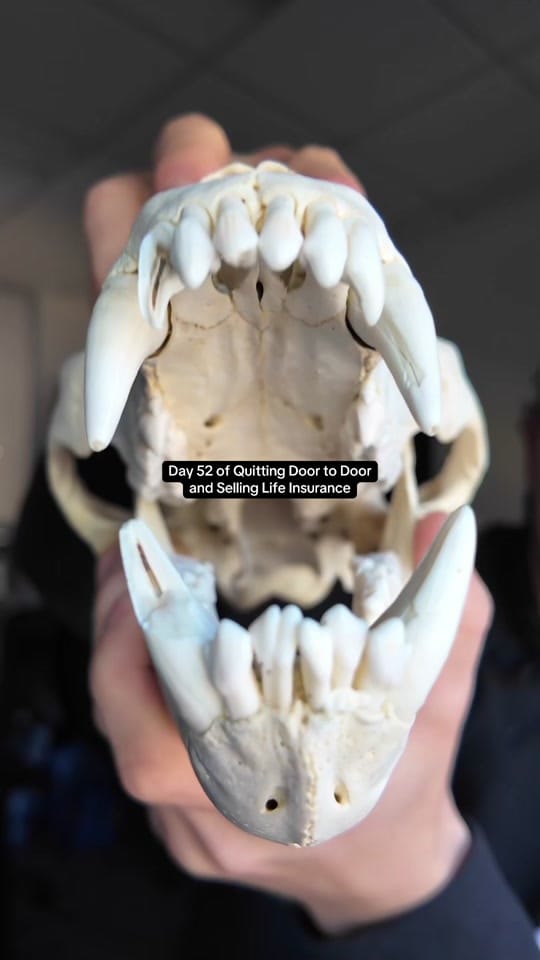 Post 3 by Scout on TikTok (video)