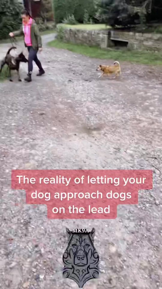 Post 10 by ManchesterK9 Academy on TikTok (video)