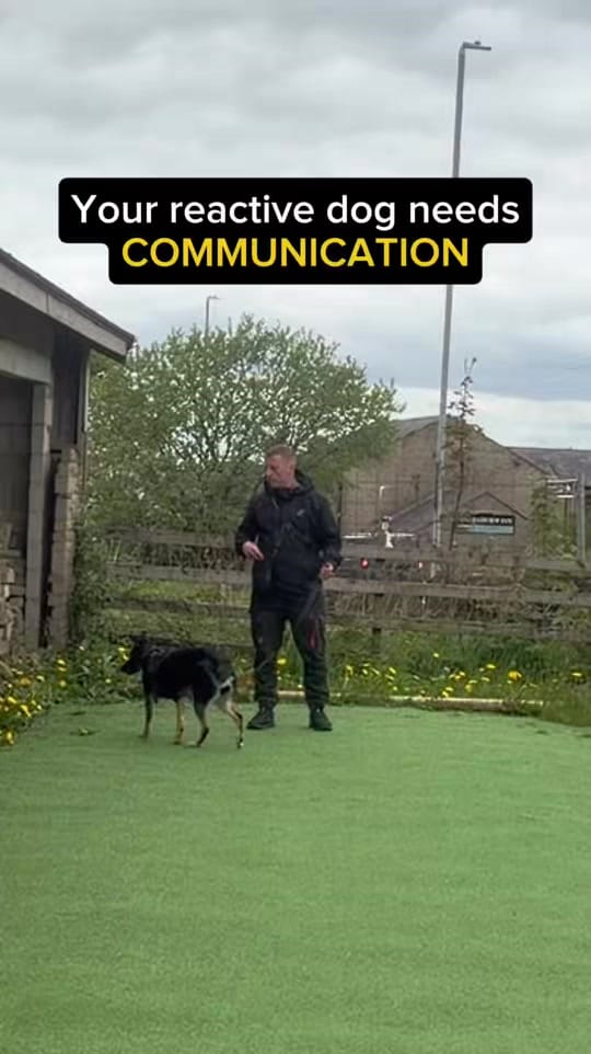 Post 7 by ManchesterK9 Academy on TikTok (video)