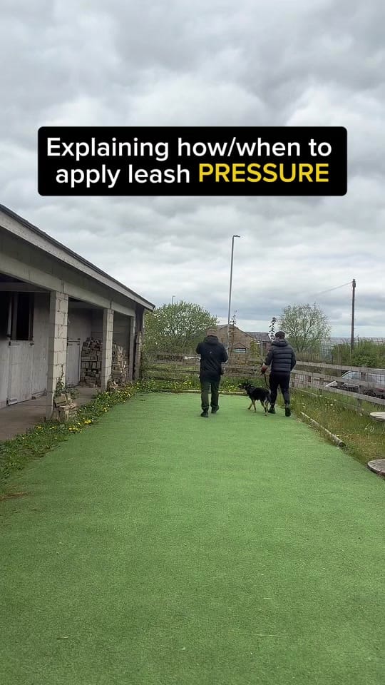 Post 6 by ManchesterK9 Academy on TikTok (video)