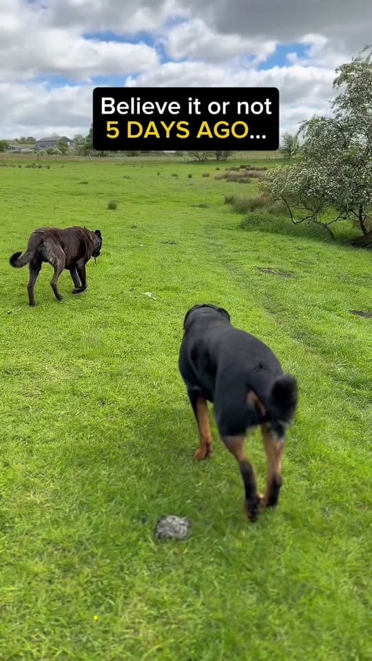 Post 2 by ManchesterK9 Academy on TikTok (video)