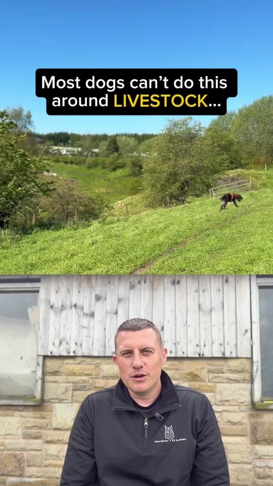 Post 4 by ManchesterK9 Academy on TikTok (video)