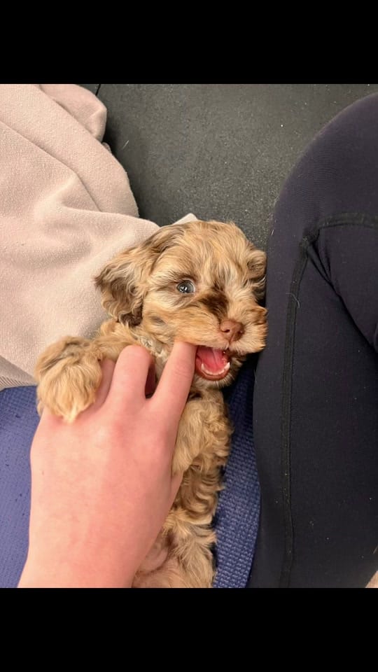 Post 7 by hxlliwilcox on TikTok (video)