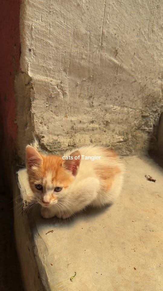 Post 4 by _michelleejw on TikTok (video)