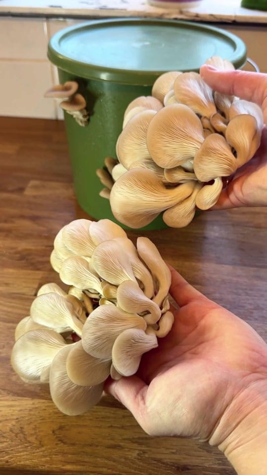 Post 6 by Martha on TikTok (video)