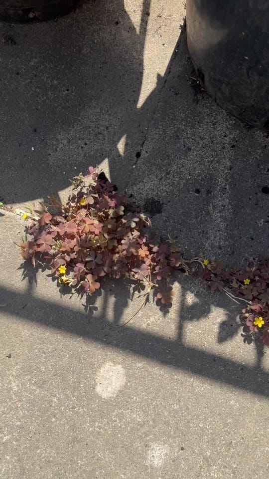 Post 1 by Martha on TikTok (video)